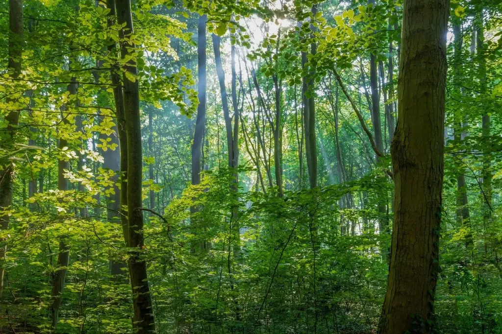 Mitgefühl und Trost